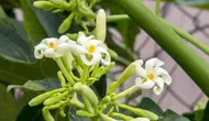 10 Pohon Buah yang Menghasilkan Bunga Terindah, Cocok Buat Halaman Depan Rumah