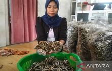 UMKM Ikan Bilih Tanah Datar Alami Lonjakan Pasokan Pascabanjir Bandang