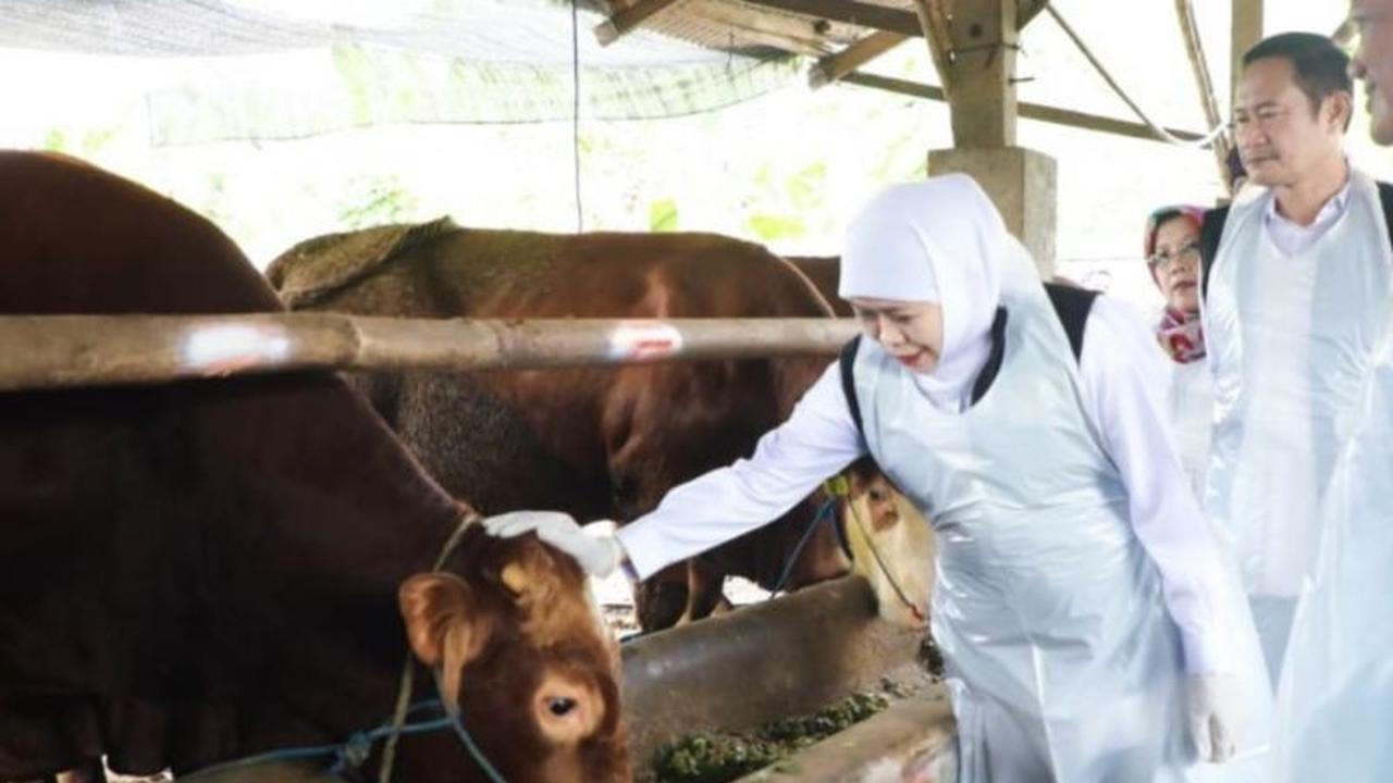 Idul Adha 2026: Gubernur Khofifah Sebut Mampu Dongkrak Ekonomi Peternak Jatim