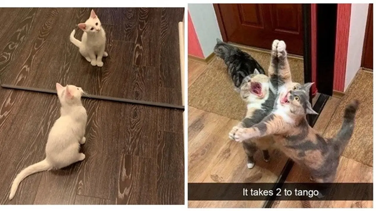 Potret Lucu Kucing Saat Berkaca Ini Bikin Gemas