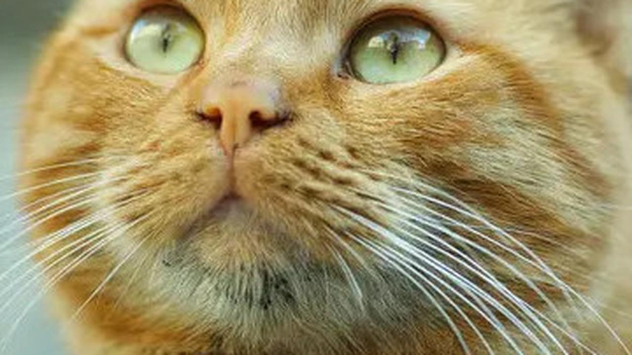 Kucing Ternyata Hafal Bau Pemiliknya, Ini Temuan Menarik Ilmuwan