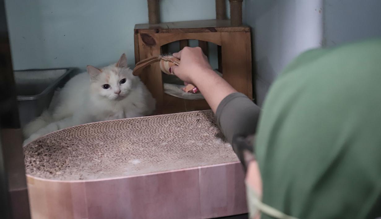 Harga yang ditawarkan menyesuaikan fasilitas dan layanan yang diberikan. Tampak dalam foto, karyawan memberi makan kucing peliharaan yang menginap di sebuah hotel khusus hewan di Jakarta Pusat, Kamis (19/3/2026). (merdeka.com/Arie Basuki)