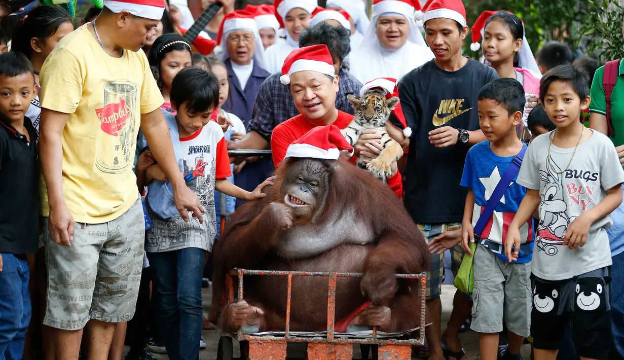 Orangutan bernama Pacquiao mengenakan topi Santa Claus saat merayakan pesta natal di Malabon, Filipina (21/12). Pacquiao bersama pendiri Malabon Zoo Manny Tangco ikut memeriahkan hari natal di Filipina. (AP Photo / Bullit Marquez)