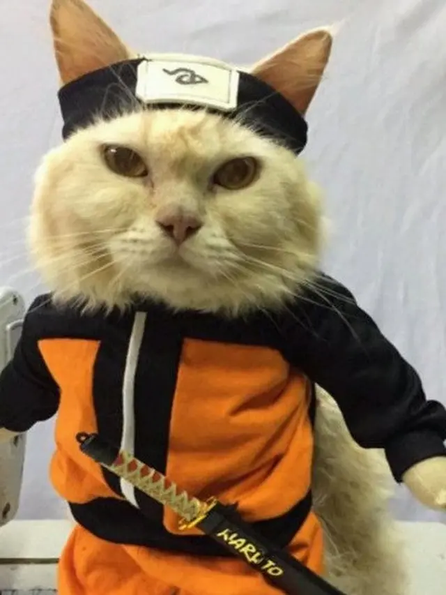 6 Potret Lucu Kucing Cosplay Anime Ini Bikin Ngakak