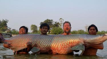 Ini Alasan Ikan Arapaima Tak Boleh Ada Di Perairan Indonesia Lifestyle Fimela Com