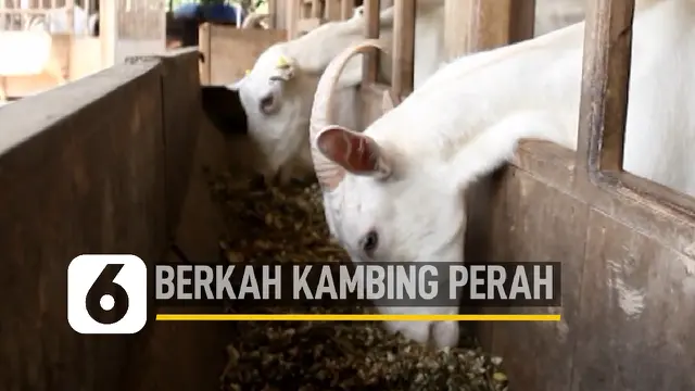 VIDEO: Geliat Bisnis Kambing Perah Beromzet Ratusan Juta di Cilacap