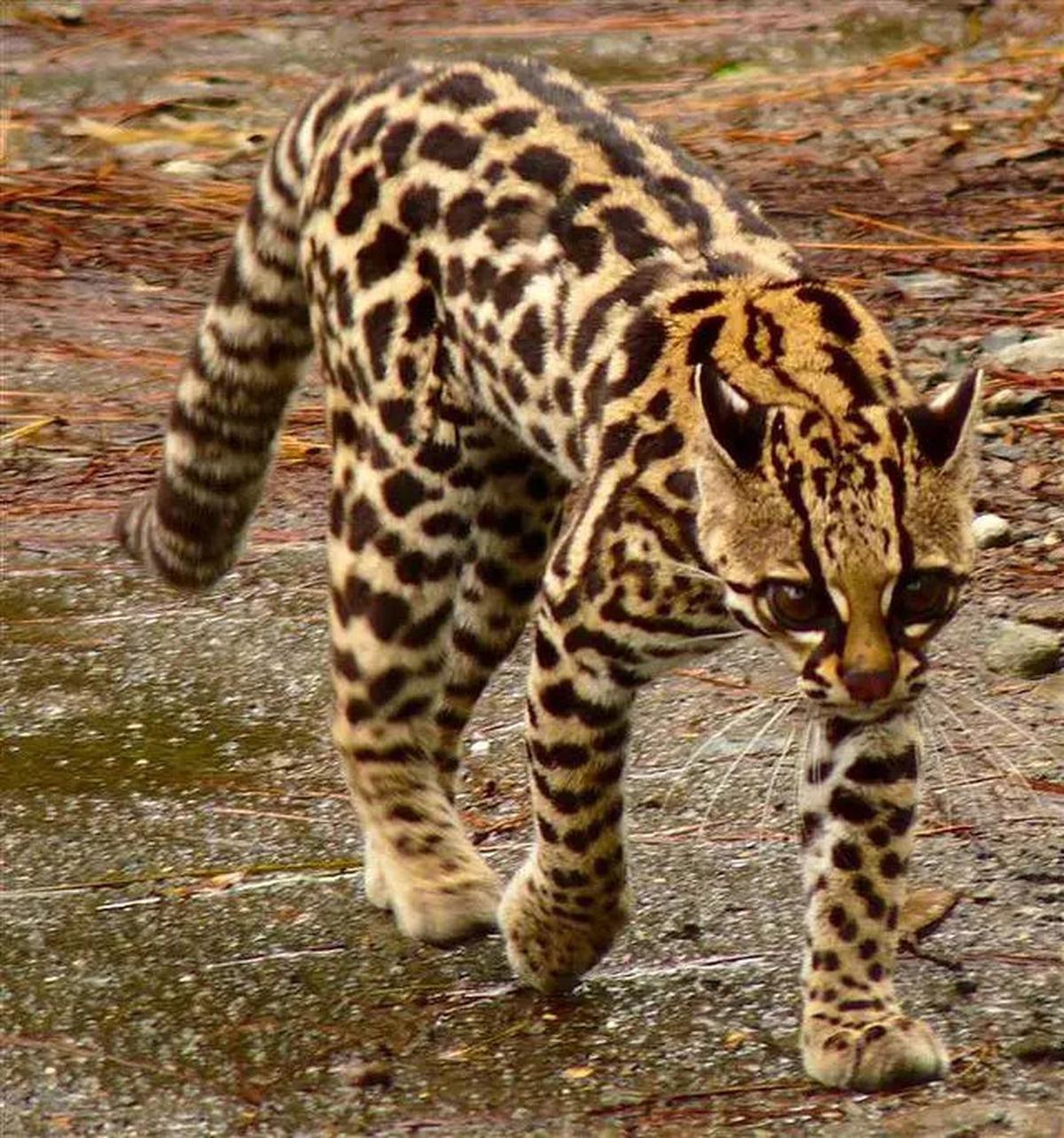 Ini Alasan Kucing Kerap Meracau