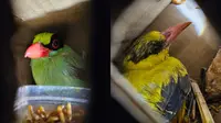 620 Burung Langka Sumatera Gagal Diselundupkan ke Pulau Jawa, Kondisinya Memprihatinkan