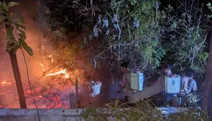 Bakar Rayap di Pohon Mati, Pria di Batam Jadi Tersangka Kebakaran Lahan 10 Hektare