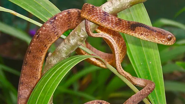 ilustrasi ular siput wikimedia