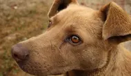 Fakta Anjing Bisa Mengetahui Perasaan Seseorang, Ini Penjelasan Ilmiahnya