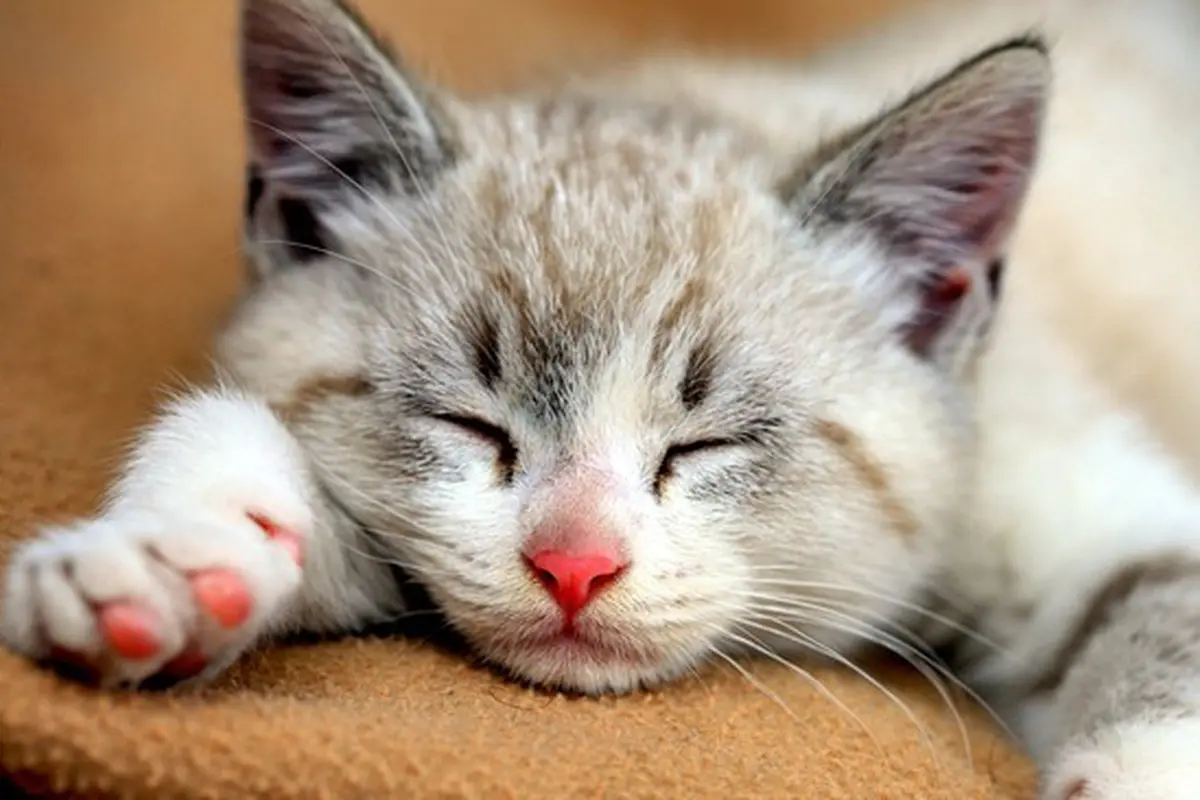 Kucing 