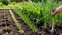 7 Cara Menanam Daun Bawang agar Tidak Cepat Kuning, Hasil Panen Segar Optimal