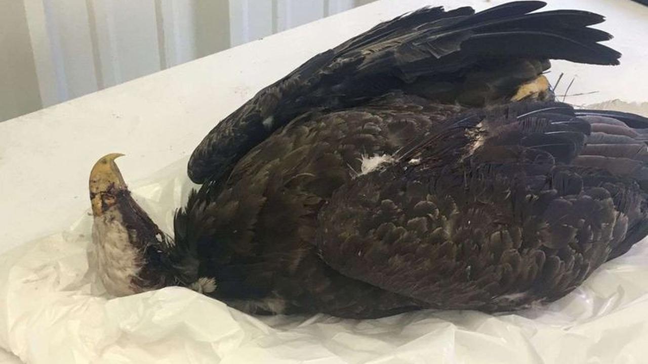 Elang betina itu ditemukan mati pada akhir Maret lalu. Setelah ditemukan mati, hewan ini akhirnya di bawa ke Kebun Binatang Little Rock (AP)