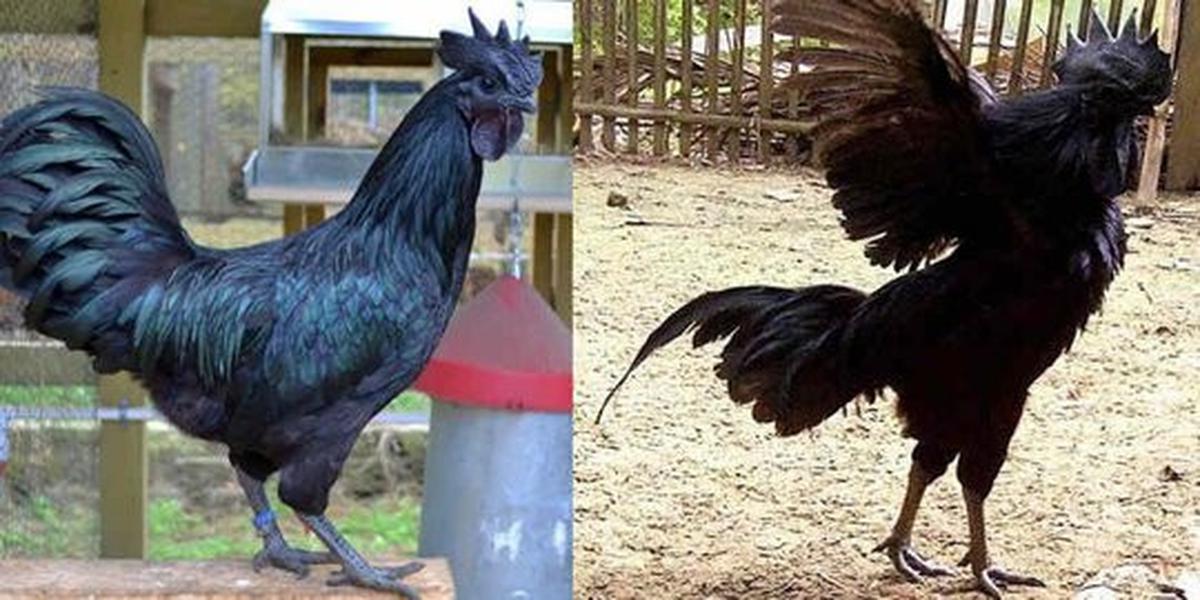 Ini 3 jenis ayam cemani yang disebut miliki kekuatan magis