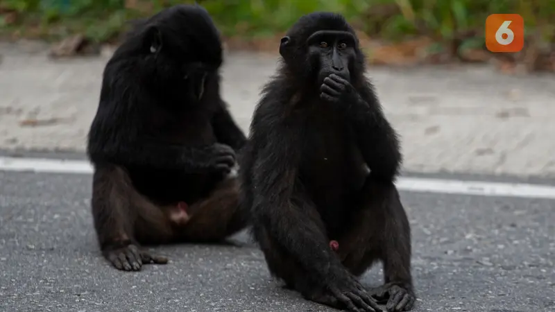 Monyet Hitam Sulawesi Tengah (Macaca tonkeana).