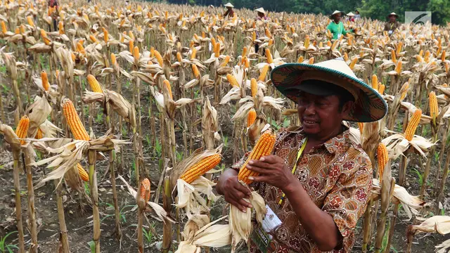 Panen Raya, Petani Tuban Hasilkan 33,7 Ton Jagung
