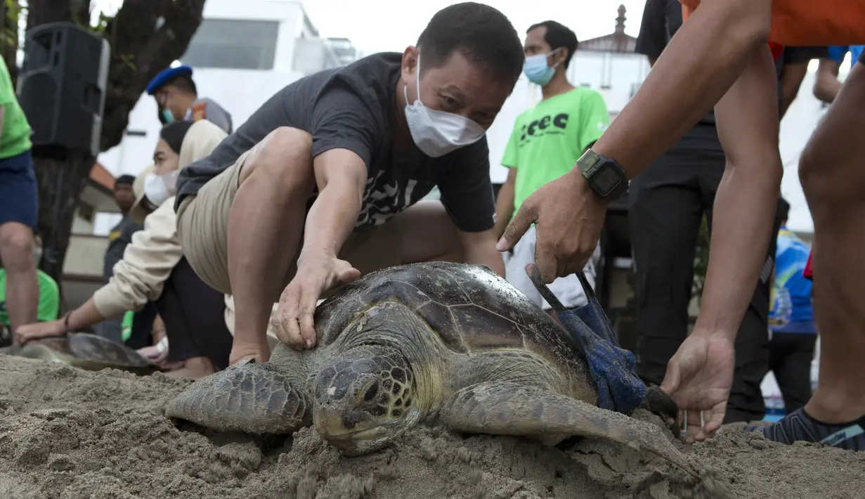 Relawan membantu melepaskan penyu Hijau (Chelonia mydas) menuju laut di pantai Kuta, Bali, Sabtu (8/1/2022). Dengan bantuan relawan, TNI AL melepaskan 32 penyu hijau yang mereka sita dalam upaya penyelundupan di perairan pulau wisata Desember 2021 lalu. (AP Photo/Firdia Lisnawati)