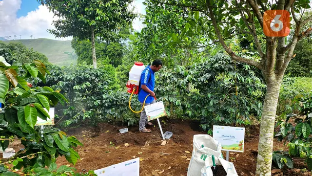 Revitalisasi Kebun Kopi Cikoneng, Bogor, Senin (10/6/2024). Foto: Liputan6.com/Ade Nasihudin.