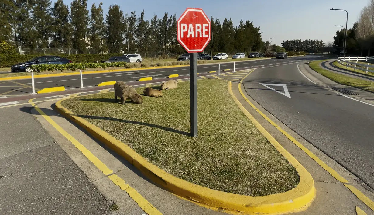 Tangkapan layar terlihat kapibara memakan rumput di tepi jalan di komunitas yang terjaga keamanannya di Tigre, provinsi Buenos Aires, Argentina, pada 27 Agustus 2021. Selama beberapa minggu terakhir, media Argentina telah melaporkan "invasi" kapibara di Nordelta. (MAGALI CERVANTES/AFP)