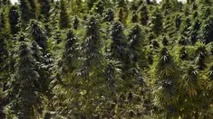 Pemandangan umum perkebunan ganja di distrik Panjwai Kandahar  (13/10/2021). Panjwai adalah sebuah distrik di Provinsi Kandahar, Afghanistan. (AFP/Javed Tanveer)