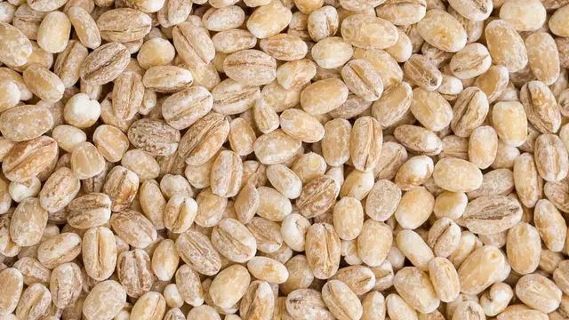 [Bintang] Barley