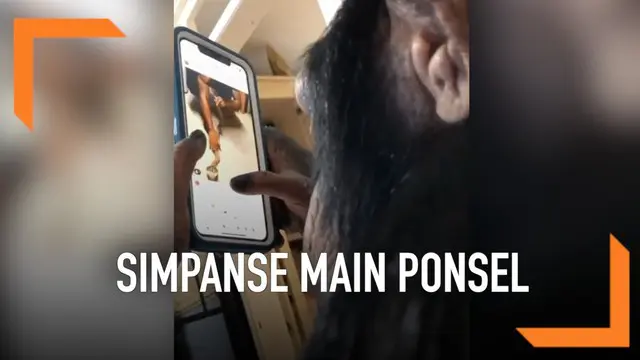 Layaknya manusia, simpanse ini tengah asik memainkan ponsel sambil melihat satu persatu foto dan video yang ada di akun Instagram.