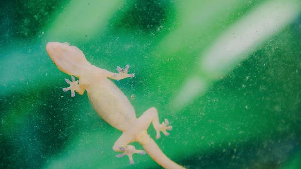 Tipe-Tipe Jebakan Cicak, Mana Paling Efektif?