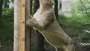 Seekor singa Asia membentangkan mainan di samping penggaris ketinggian selama sesi pemotretan penimbangan tahunan di Kebun Binatang London, pada Kamis (26/8/2021). Pengukuran tinggi dan berat badan ini untuk mengetahui kesejahteraan dan kesuburan hewan. (Tolga Akmen / AFP)
