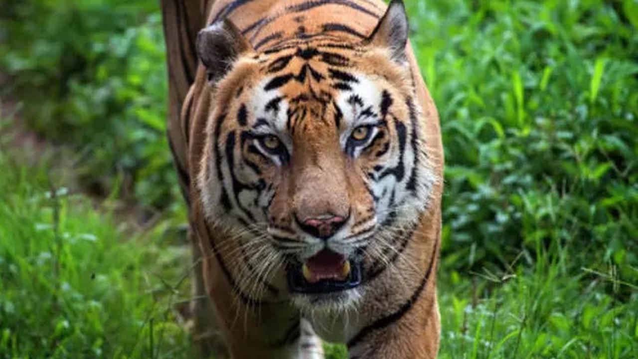 Unik, Negara Ini Malah Surplus Populasi Harimau Bukan Penduduk