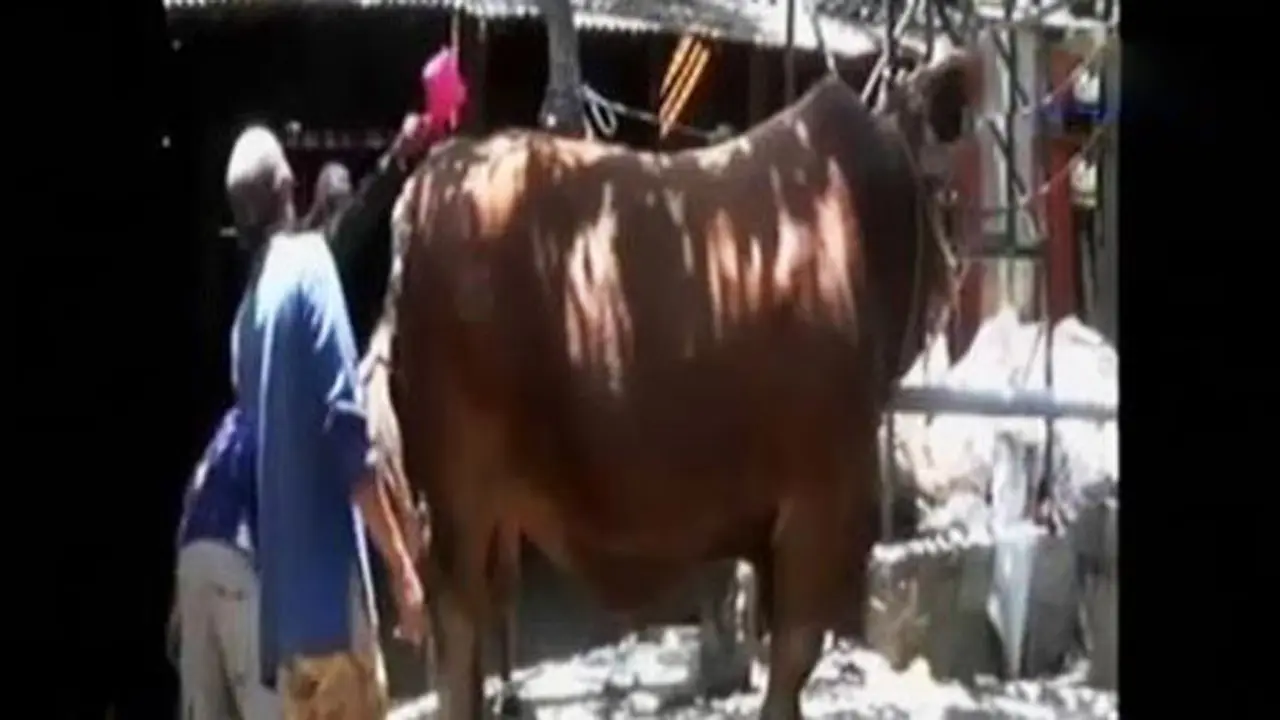 Sapi Kurban Raksasa di Bondowoso Dibanderol Ratusan Juta Rupiah