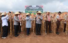 Kapolda Jatim dan Bupati Ipuk Panen Jagung di Banyuwangi, Produksi Daerah Tetap Surplus