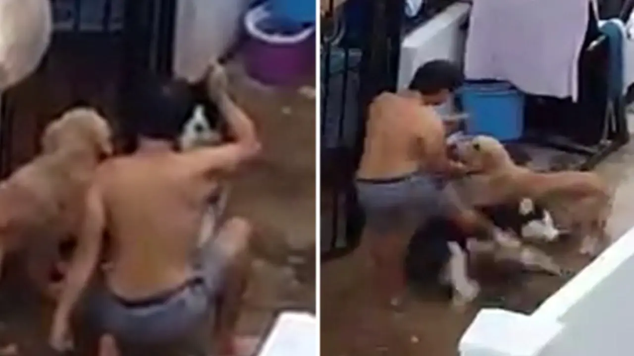 Pria Menyiksa Dua Anjing, Alasannya Bikin Netizen Geram