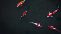 9 Jenis Ikan Hias yang Bernilai Jual Tinggi, Harganya Bisa Tembus Miliaran Rupiah
