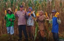 Polsek Batu Ampar Panen Jagung Raya, Wujud Nyata Dukungan Ketahanan Pangan Nasional
