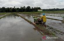 DKPP Bantul Tingkatkan Target Tanam Padi 35 Ribu Hektare di 2026