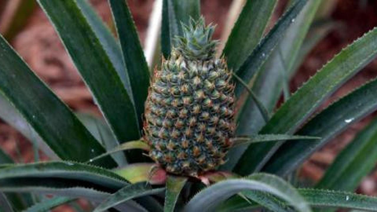 Nanas termahal sejagat harganya Rp 156 juta!
