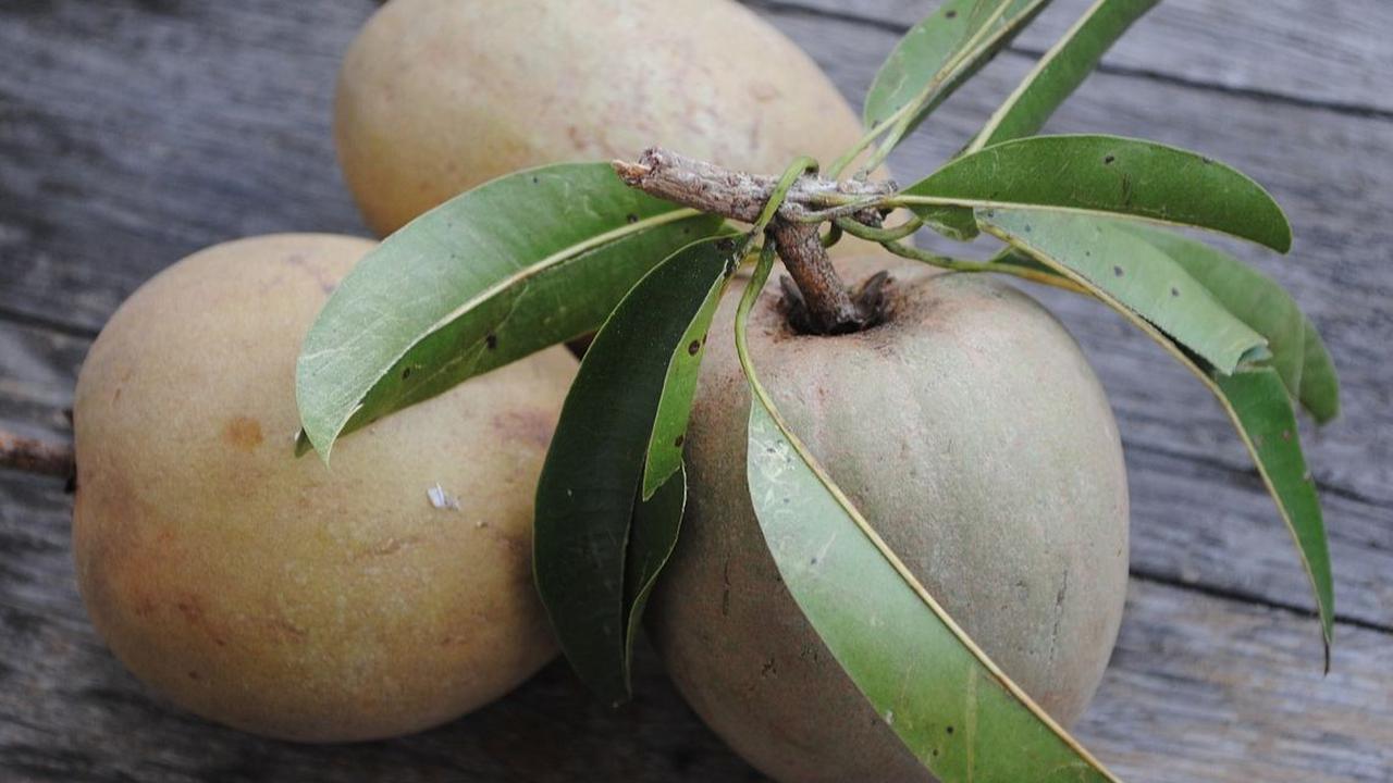 Manfaat Buah Sawo untuk Ibu Hamil