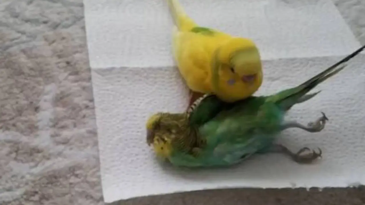 Mengharukan, Burung Ini Tak Mau Tinggalkan Temannya yang Mati