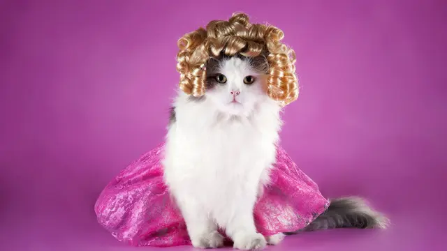 Siap Tampil Gemas, Begini Cara Pilih Kostum Imut Buat Kucingmu