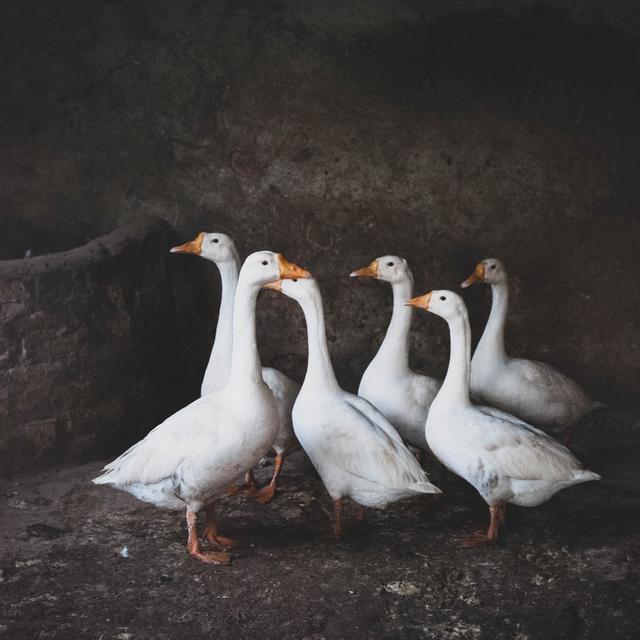 15 Arti Mimpi Hewan Angsa Menjawab Penasaran Ragam Bola Com