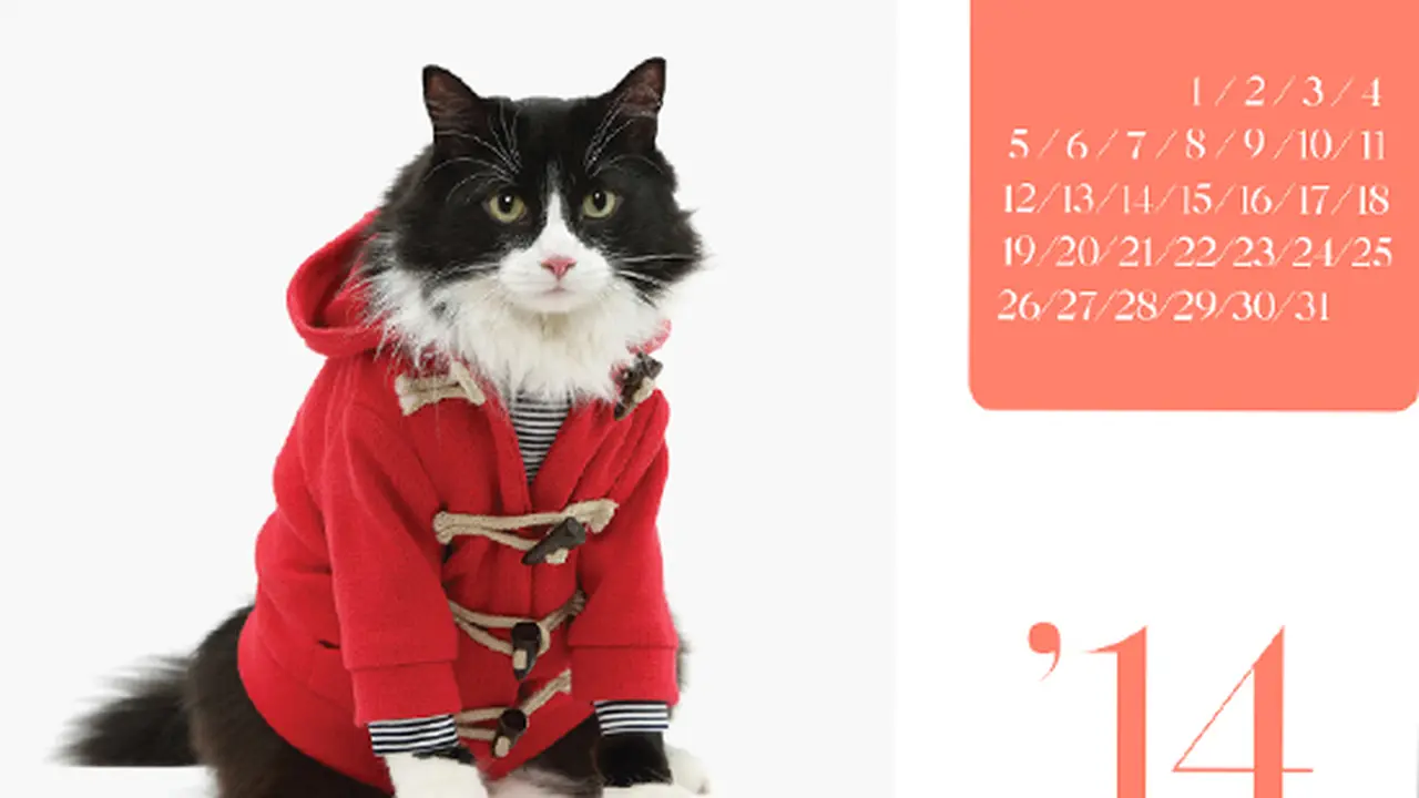Lucunya Seekor Kucing yang Jadi Model Kalender