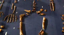 Tulang belulang Homo Naledi, nenek moyang manusia dipajang di Maropeng, 10 September 2015. Para ilmuwan menemukan ratusan potongan dari 15 kerangka di satu gua di dekat Johannesburg. (REUTERS/Siphiwe Sibeko)
