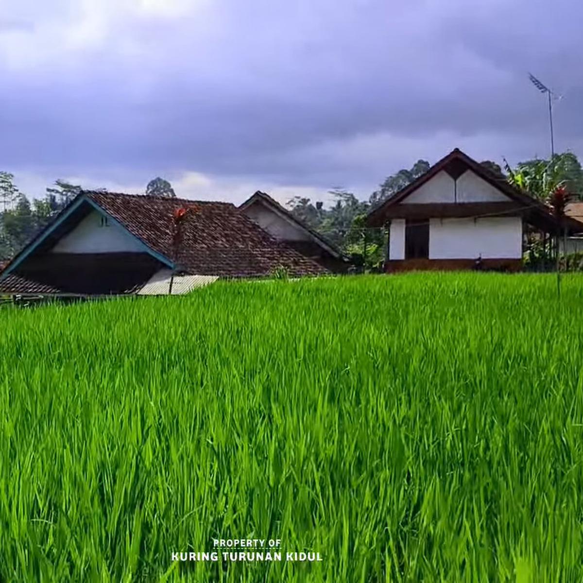 Warung Kopi di Kampung Terpencil Tasikmalaya Ini Suguhkan Pemandangan Sawah Hijau dan Bukit Berkabut