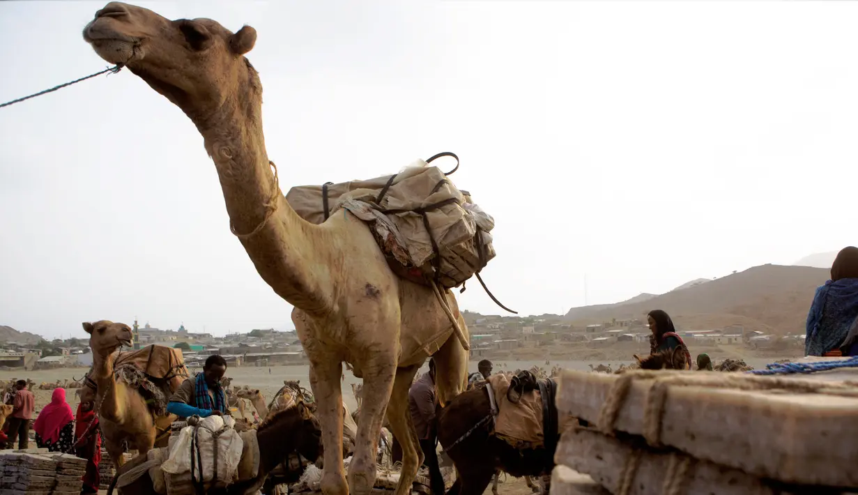 Seekor unta mengangkut garam dari penambangan Danakil Depression yang akan di jual kepasar garam Berhale, Afar, Ethiopia (28/3). Setiap ekor sanggup membawa muatan 30 bongkahan garam yang masing-masing beratnya 4 kg. (AFP Photo/Zacharias Abubeker)