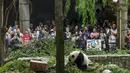 Fotografer dan turis menyaksikan panda raksasa jantan Xiao Qi Ji memakan kue es untuk ulang tahun ketiganya di Kebun Binatang Nasional Smithsonian pada 21 Agustus 2023 di Washington, DC. (AFP/Stefani Reynolds)
