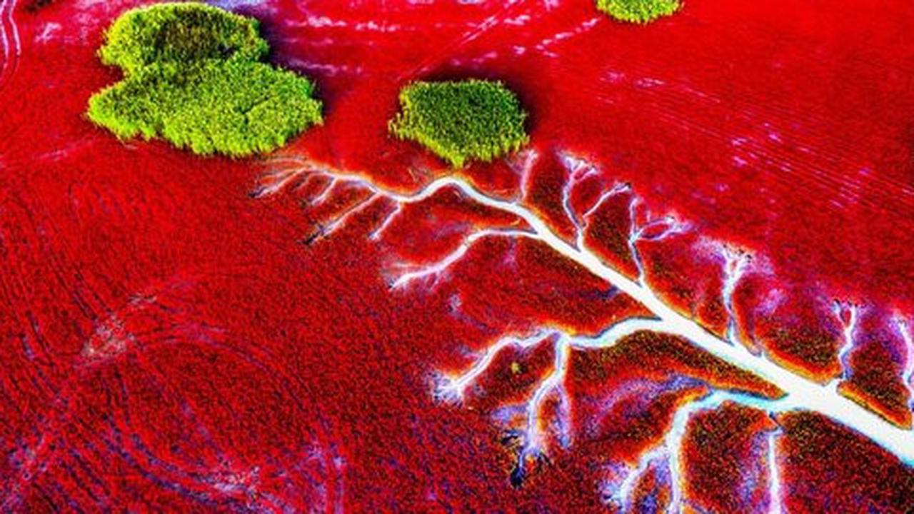 Pantai di China mendadak berubah jadi merah darah saat musim gugur