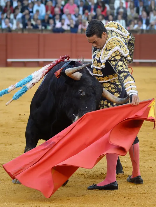 Matador asal Spanyol, Jose Maria Manzanares berusaha menenangkan banteng di arena adu banteng Real Maestranza di Sevilla, Spanyol (21/4). (AFP Photo/Cristina Quicler)