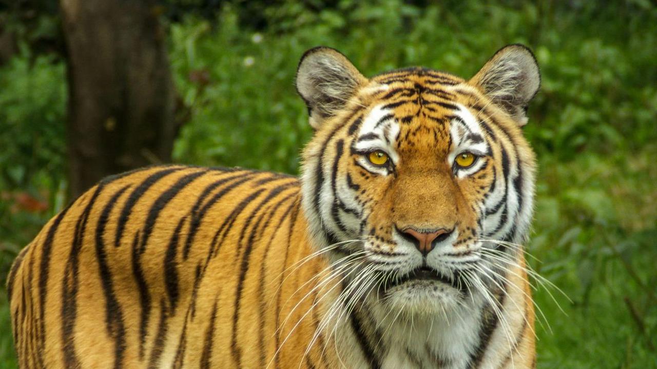<b>Harimau Tidur Selama 16 Jam</b><br>