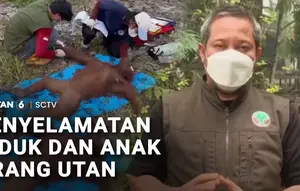 Terluka Terjebak Karhutla, Induk Orang Utan dan Bayinya Dievakuasi